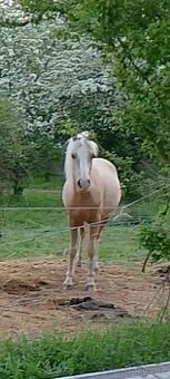 Pony kobylka
