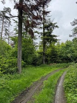 Prodám pozemky v katastrálním území Tísek