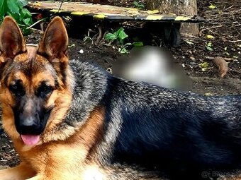 Německý ovčák (FENA) 8 MĚSÍCŮ JESSÍ