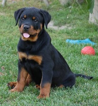 Rotvajler štěně - pejsek, Rottweiler štěně pejsek