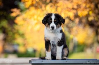 Miniaturní americký ovčák