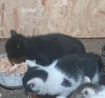 Daruji kotě koťátko