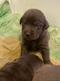 Čokoládový labrador šteniatká