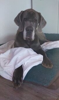 Krytí Německá doga s PP