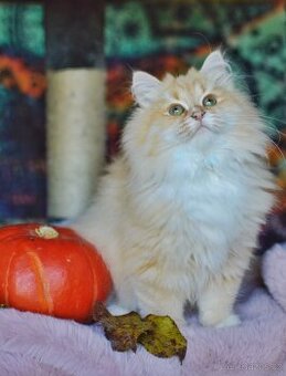 Sibiřská kočka - kocourek s PP