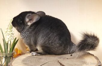 Činčila Black Velvet