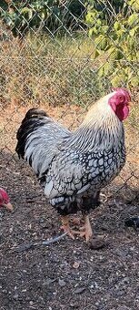 Zdrobnělá Wyandotka stříbrná černě lemovaná