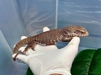 Varani,Teju,Kajmanek malý,Stell.stellio,Corytophanes cristat