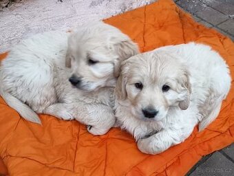 Zlatý retrívr - štěňata