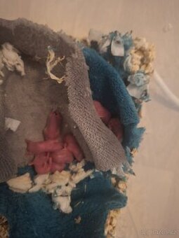 Prodám mláďata křečka džungarského – k odběru od 5. 3.