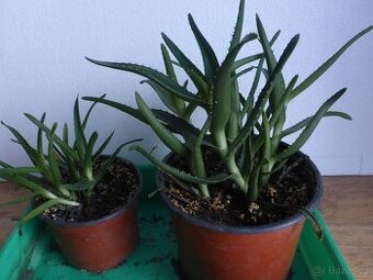 Aloe, tchynin jazyk, šplhavnice