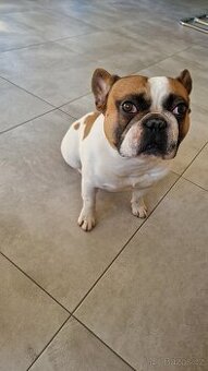 Francouzský buldoček