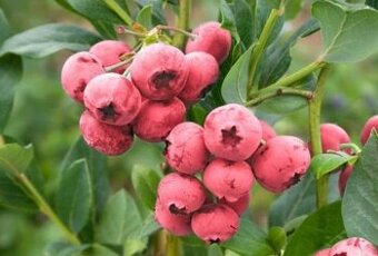 Růžová Kanadská borůvka - PINK LEMONADE