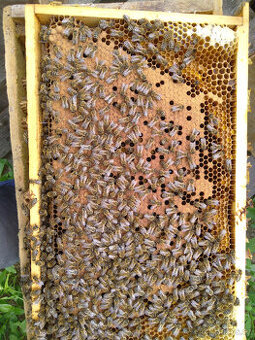 Prodám vyzimované včelí oddělky - včelstva