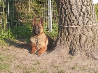 Pes štěně 6 měsíců BO/NO