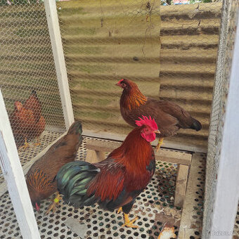 VELSUMKA ZDROBNĚLÁ REZAVĚ KOROPTVÍ