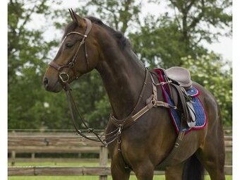 Anatomická uzdečka QHP - cob