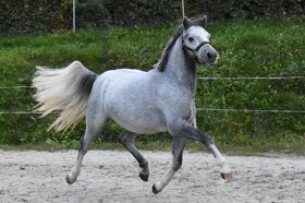 Hřebec Welsh Mountain pony - 1