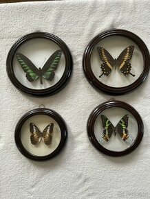 Sbírka motýlů  - 4 ks v kulatém rámečku - 1