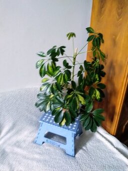 Scheflera