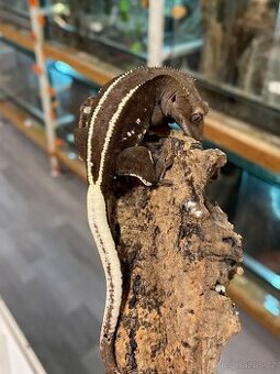 Samec AXANTHIC C. Ciliatus - 1