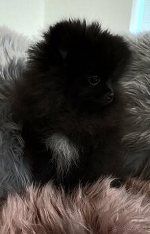 Pomeranian fenka s PP