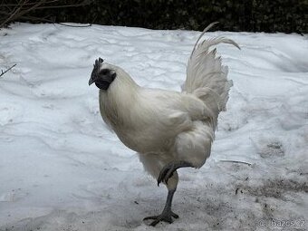 Ga H´mong násadová vejce - kuřátka NV