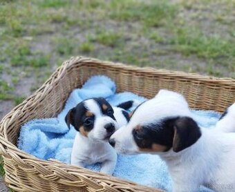 Jack Russell