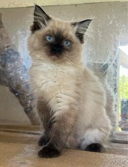 Ragdoll kočička