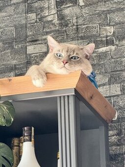 Ragdoll Kocourek