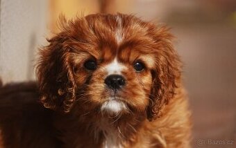 Kavalír king Charles Spaniel  s PP