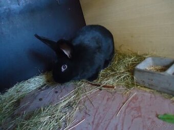 Německý obrovitý strakáč