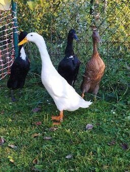 4-letý pár indických běžců