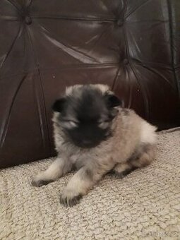 Štěňata - Německý špic vlčí