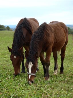 Chladnokrevný hřebeček