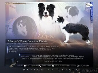 Border kolie s PP krycí pes