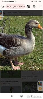 Husy Landenske a Pomořanské