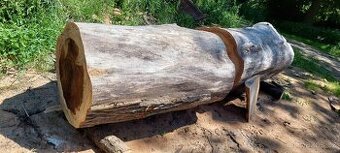 Dutý kmen jilm horský