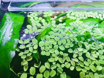 Salvinia natans