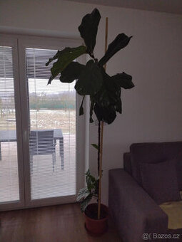 Prodám Fikus Lyrata, výška 2m, jen za 990kč, Kuřim.