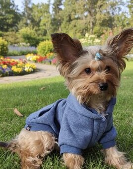 Jorkšírský teriér pes