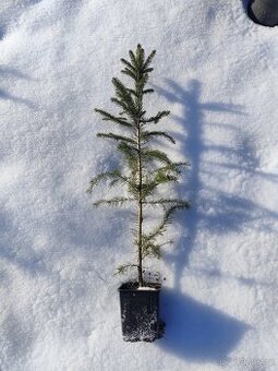 Obalovana sazenice Smrk Ztepilý K9 0.7l 40-60cm