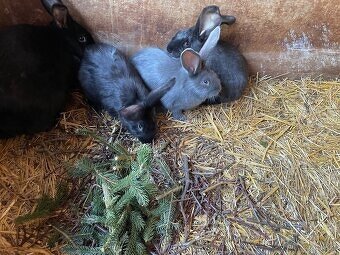 PRODÁM 75 % KŘÍŽENCE S BELGICKÝM OBREM MODRÝM