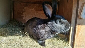 Vyměním samce králíka