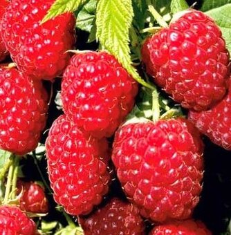 Maliník červený stáleplodící