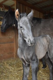 LUXUSNÍ Lusitano hřebeček - 1