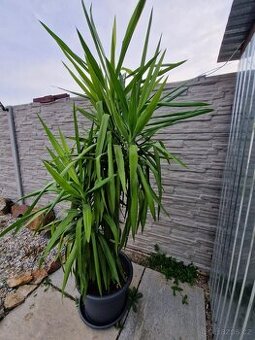 Juka obrovská 220 cm vysoká.