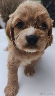 Cockapoo