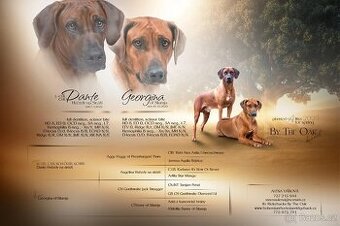Rhodéský ridgeback