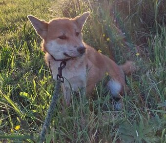 Shiba inu s PP